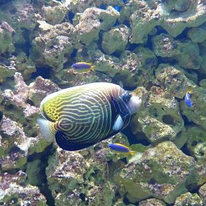 Adolescent emperor angelfish