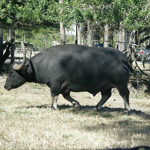 asian water buffalo