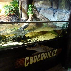 Crocodile enclosure