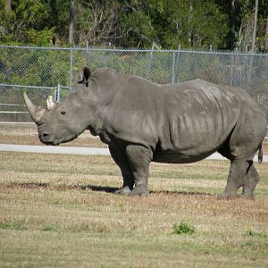 white rhino