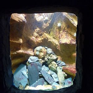 Upside-down jellyfish tank