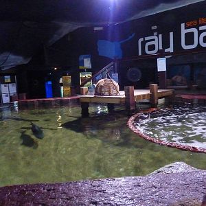 Ray bay tank