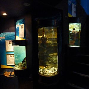 Invertebrate tanks
