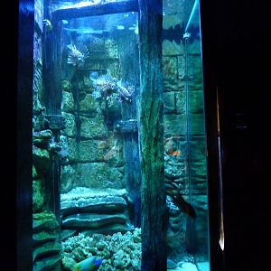 Reef tank