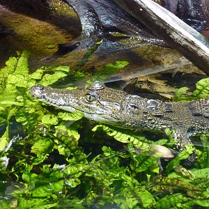 Young Morelet's crocodile