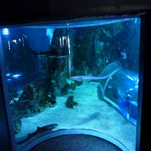 Window into main tank