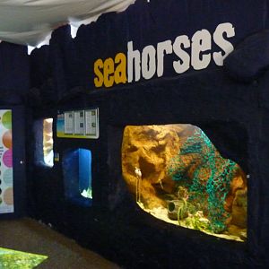 Seahorse tanks