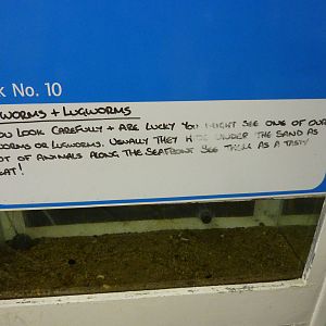 Ragworm/lugworm tank