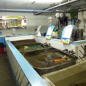 Tanks in sea life nursery