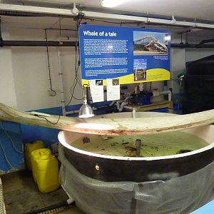 Tank in sea life nursery