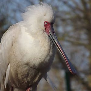 African spoonbill at Blackpool Zoo 15/01/12