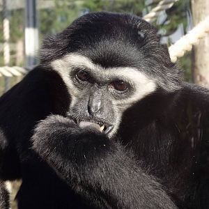 Pileated gibbon at Blackpool Zoo 15/01/12