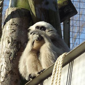 Pileated gibbon at Blackpool Zoo 15/01/12