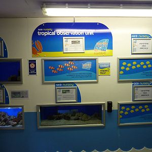 Tanks in nursery
