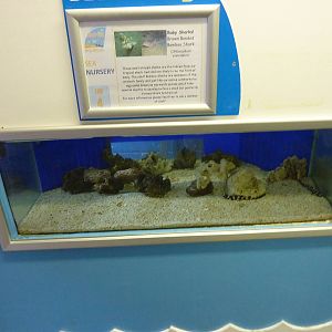 Shark nursery tank