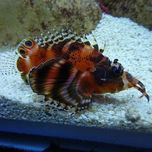 Fu Manchu lionfish