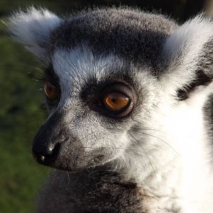 Ring tailed lemur at Blackpool Zoo 15/01/12