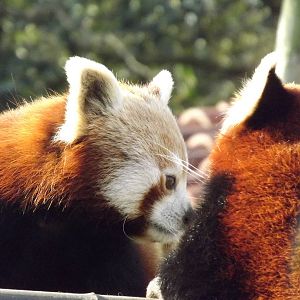 Red pandas at Blackpool Zoo 15/01/12
