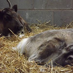 Domestic reindeer at Blackpool Zoo 15/01/12