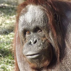 Western Bornean orangutan at Blackpool Zoo 15/01/12
