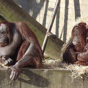 Western Bornean orangutans at Blackpool Zoo 15/01/12