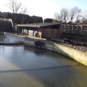 Brazilian tapir hard-standing area at Blackpool Zoo 15/01/12