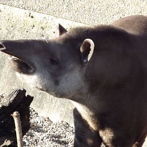 Brazilian tapir at Blackpool Zoo 15/01/12
