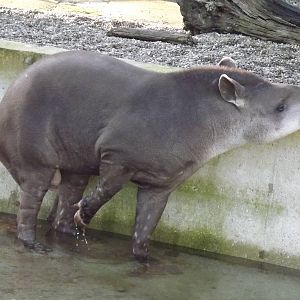 Brazilian tapir at Blackpool Zoo 15/01/12