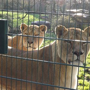 African lionesses at Blackpool Zoo 15/01/12