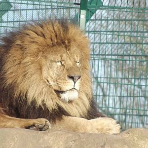 African lion at Blackpool Zoo 15/01/12