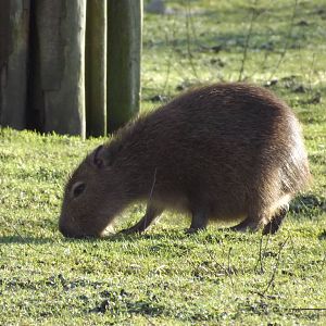 Capybara pup at Blackpool Zoo 15/01/12