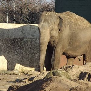 Indian elephant at Blackpool Zoo 15/01/12