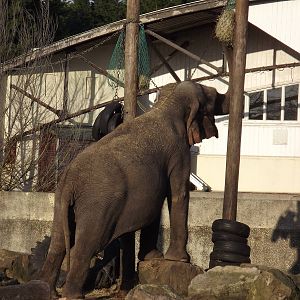 Indian elephant at Blackpool Zoo 15/01/12