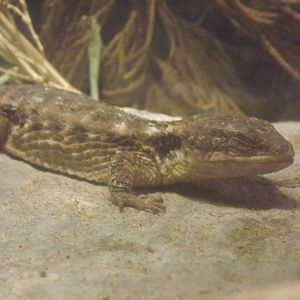 Tropical girdled lizard at Blackpool Zoo 15/01/12