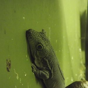 Standing's day gecko at Blackpool Zoo 15/01/12