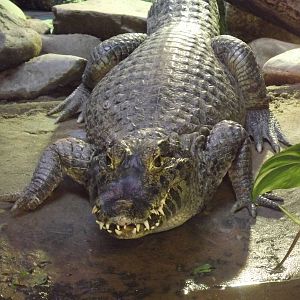 Yacare caiman at Blackpool Zoo 15/01/12