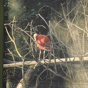 Scarlet Ibis at Blackpool Zoo 15/01/12