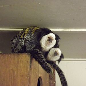 Geoffrey's marmoset at Blackpool Zoo 15/01/12