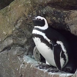 Magellanic penguin at Blackpool Zoo 16/01/12