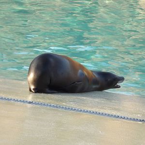Californian Sea lion at Blackpool Zoo 15/01/12