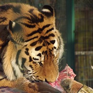 Amur tiger at Blackpool Zoo 16/01/12