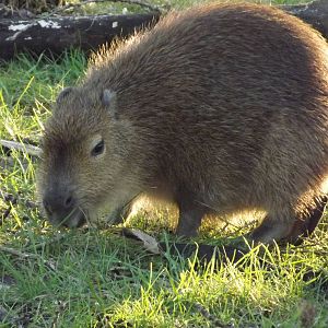 Capybara at Blackpool Zoo 15/01/12