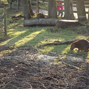Escapee at Blackpool Zoo 15/01/12