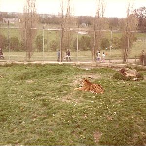 Tigers circa 1981