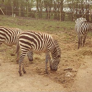 Grant's Zebras circa 1981