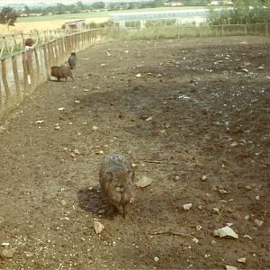 Collared Peccaries early 1980s