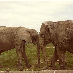 Elephants circa 1981