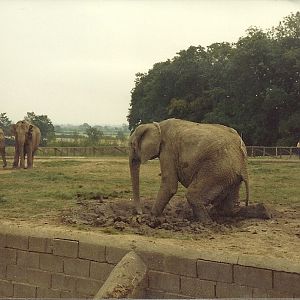 Elephants early 1980s