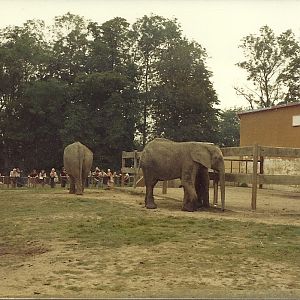 Elephants early 1980s