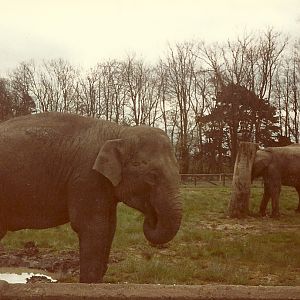 Elephants circa 1981